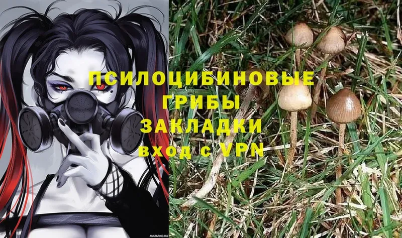 Галлюциногенные грибы Cubensis  где купить наркоту  Чкаловск 